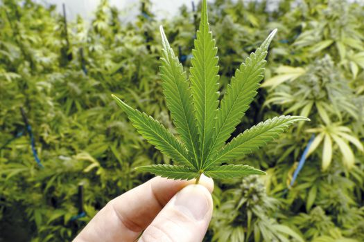 Listas las reglas de juego para la producción de marihuana medicinal en el país