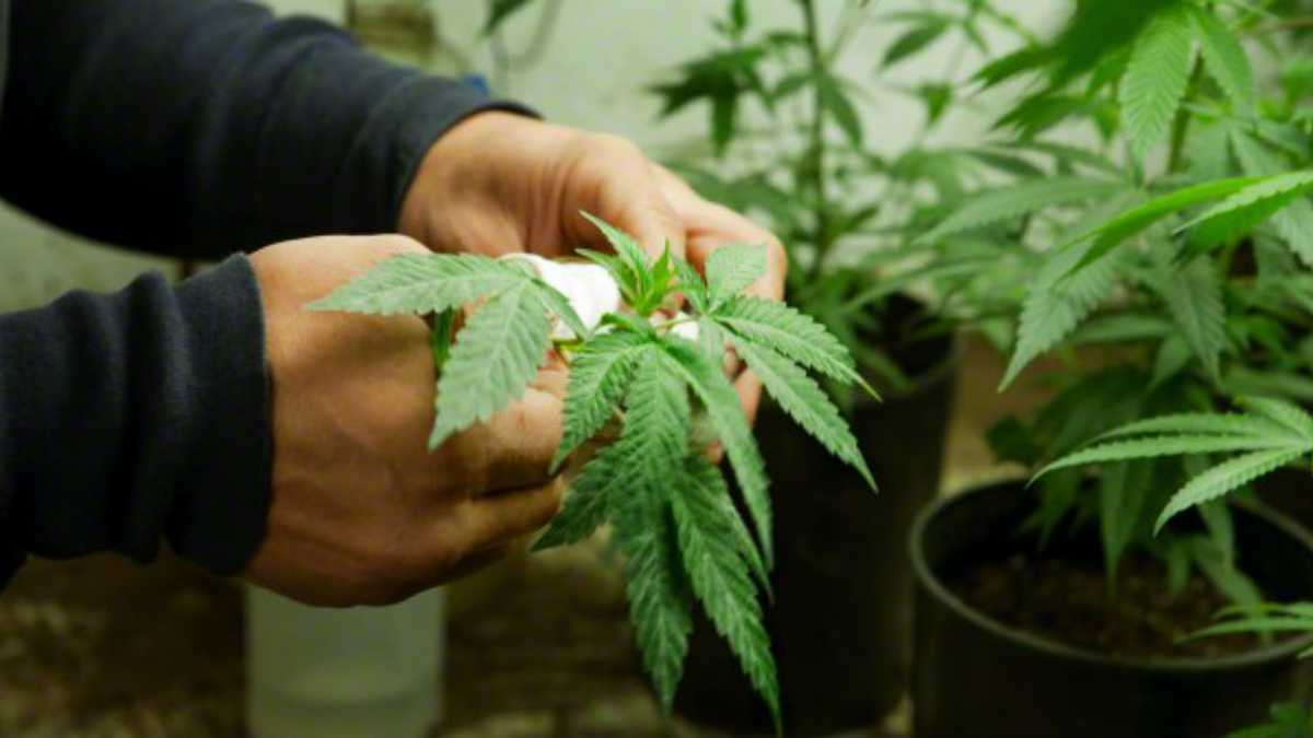 La nueva ruta de la marihuana medicinal